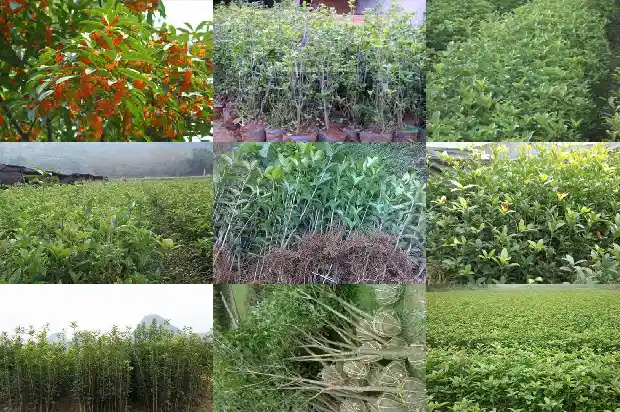 一公分桂花苗用多大的花盆合适1686787989531