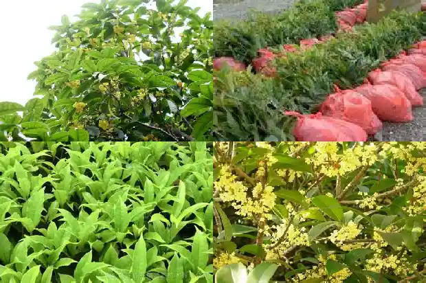 桂花盆栽多大盆1686788022312
