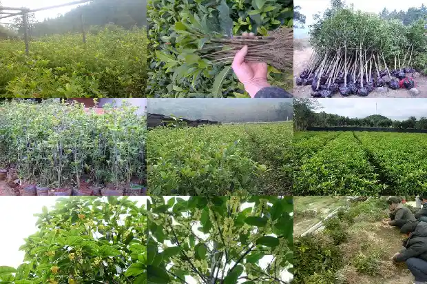 桂花盆栽多大盆1686788022360
