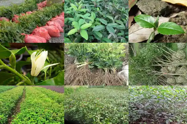 六公分桂花树苗价格多少钱一株呢1686788054500