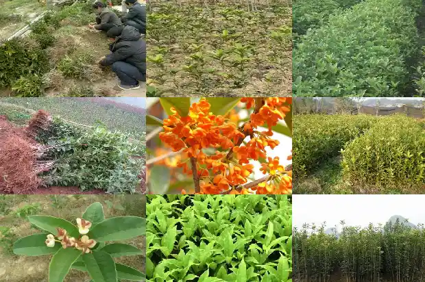 六公分桂花树苗价格多少钱一株呢1686788054548