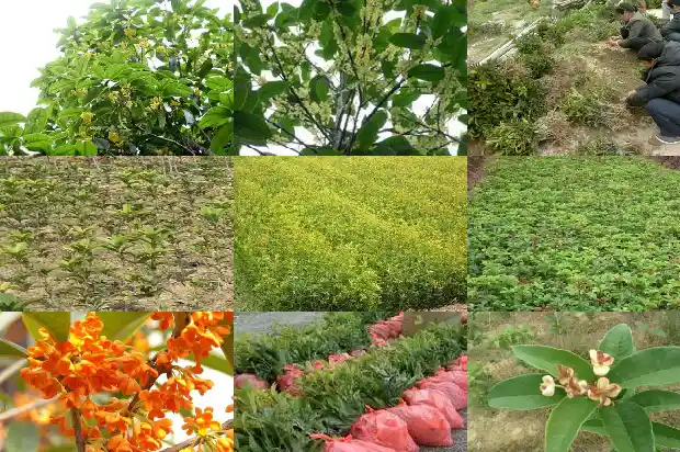 红色花的桂花树叫什么树1686788131472