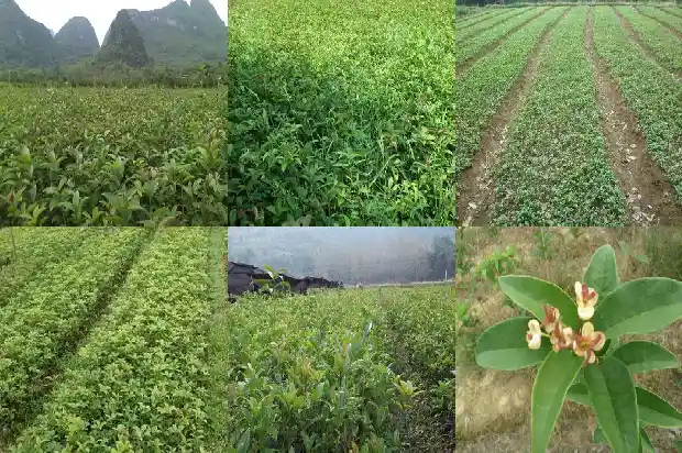 红色花的桂花树叫什么树1686788131520