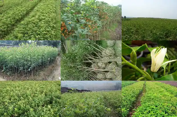 桂花树能不能种在门前1686788214002