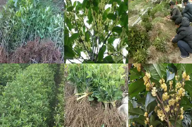 桂花树能不能种在门前1686788214050
