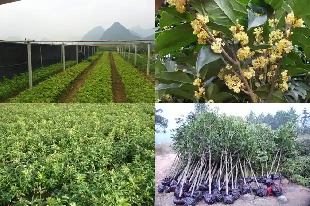 桂花树为什么不能在家里养1686788231688