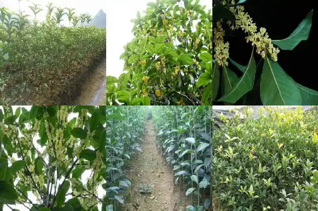 桂花树怎样修剪才好看1686788253776