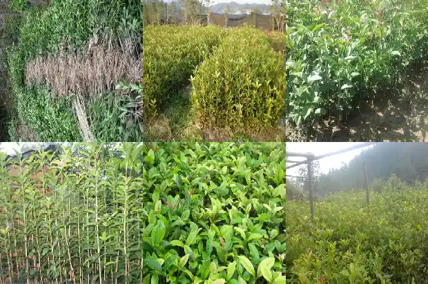 桂花树怎样修剪才好看1686788253872