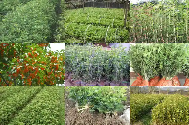 桂花树怎样修剪才好看1686788253920