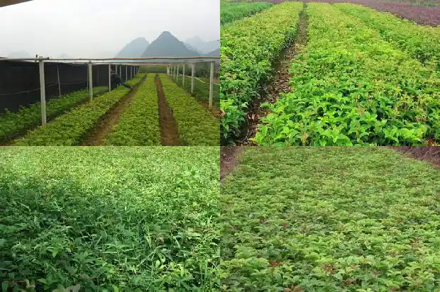 桂花树的最佳修剪时间1686788269389