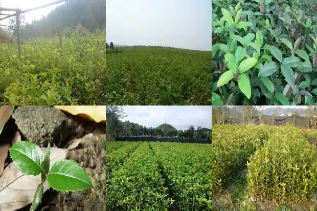 桂花树的最佳修剪时间1686788269436