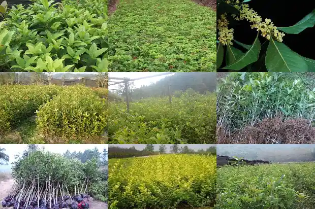 桂花树要怎样修剪才好1686788310145