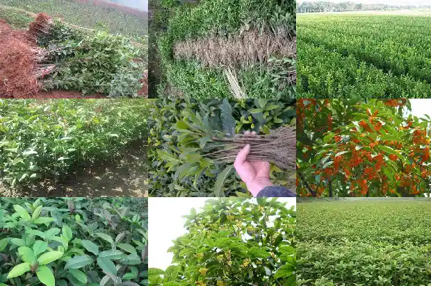 桂花树怎样修剪枝条才能长粗1686788331812