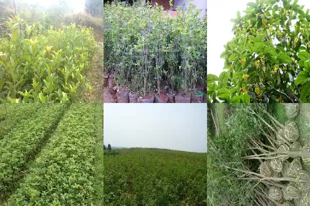 桂花树怎样修剪枝条才能长粗1686788331860