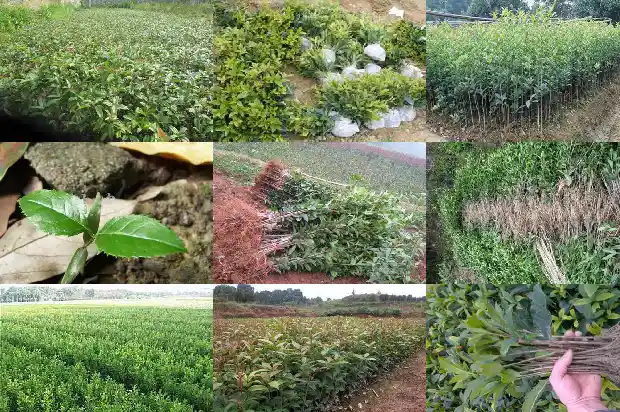 桂花树几月份种合适1688604885255