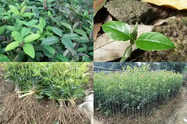 桂花树落叶严重1686788349838