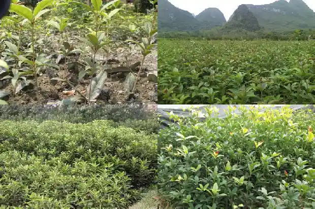 桂花树落叶严重1686788349933