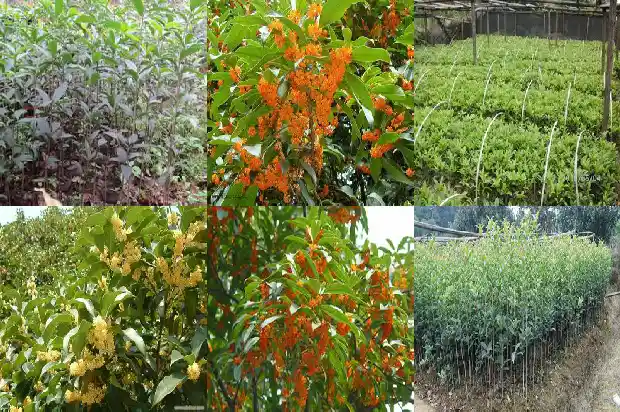 老桂花树大量落叶是什么原因引起的呢1686788369952