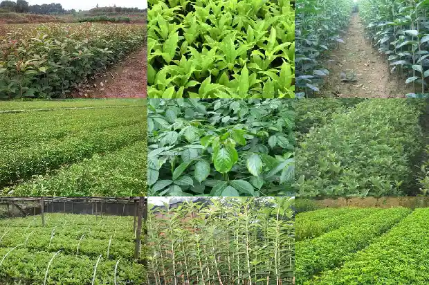 桂花树老是掉叶子1686788389567