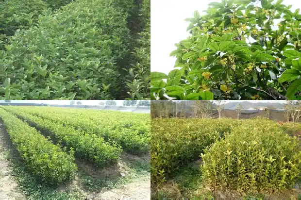 桂花树老是掉叶子1686788389614