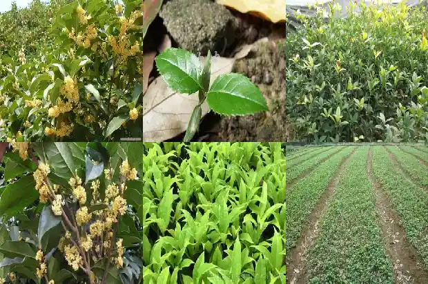桂花树老是掉叶子1686788389661