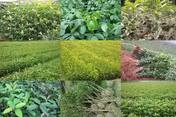 桂花树老掉叶是怎么回事1686788409429