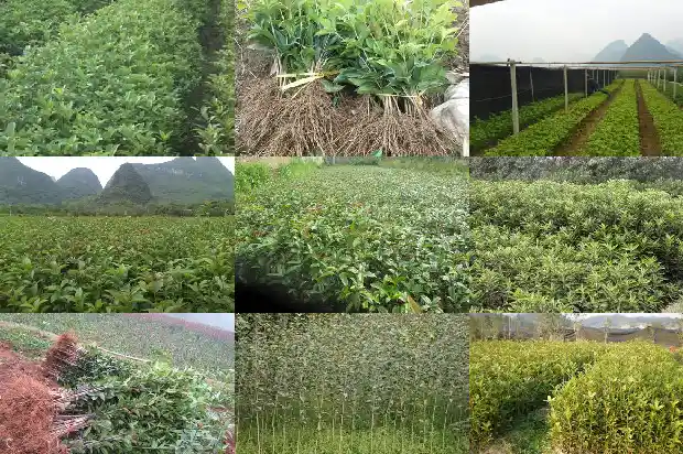 桂花树老掉叶是怎么回事1686788409524