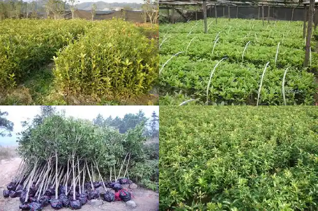 桂花树为什么掉叶子但是还有开花1686788432589