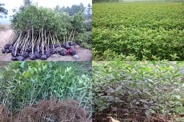 桂花生桩怎么种植方法1688345323473