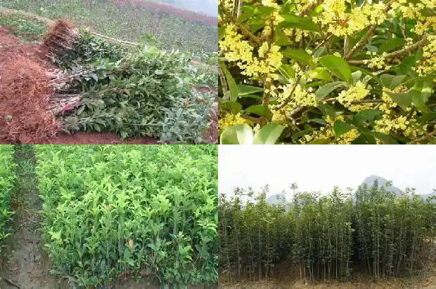 桂花树掉老叶子怎么回事1686788455079
