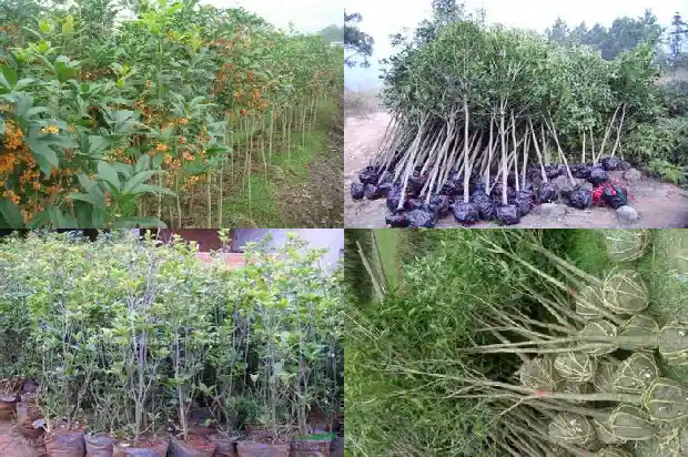 桂花树掉老叶子怎么回事1686788455174