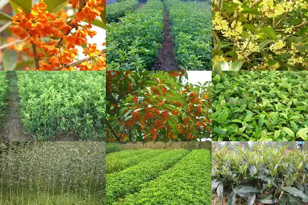 盆栽桂花的养护1688862197056