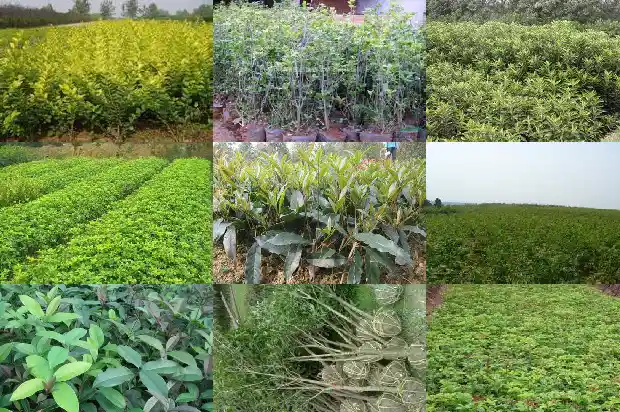 桂花树落叶是怎么回事1686788497649