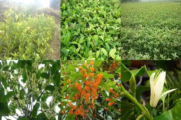 桂花树落叶是怎么回事1686788497697