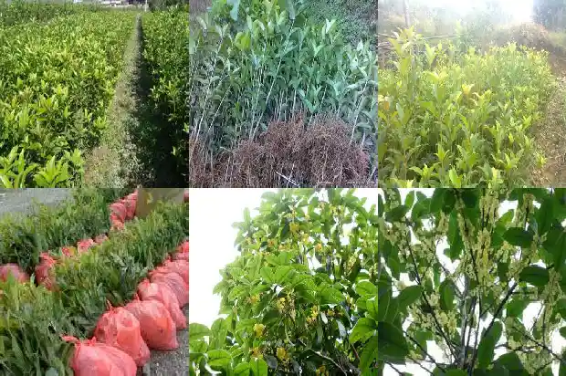 桂花树落花1686788521655
