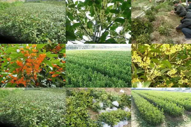 桂花树落花1686788521702