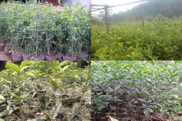 桂花树落花1686788521748