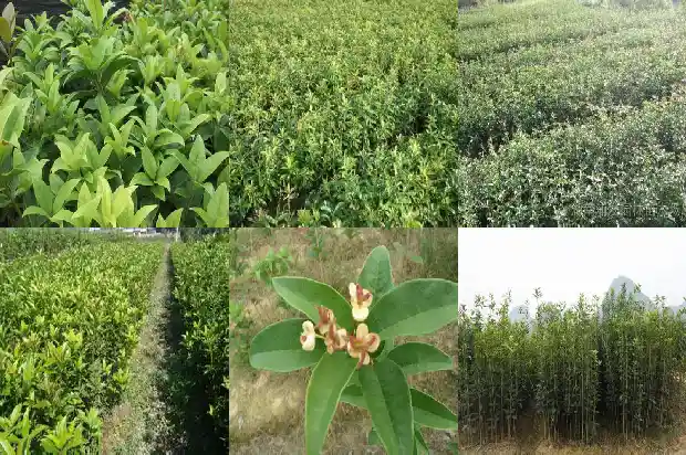 孕妇能不能吃桂花米糕1689122086900