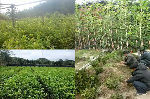 桂花树叶全部枯黄落光叶还能长?1686788542214