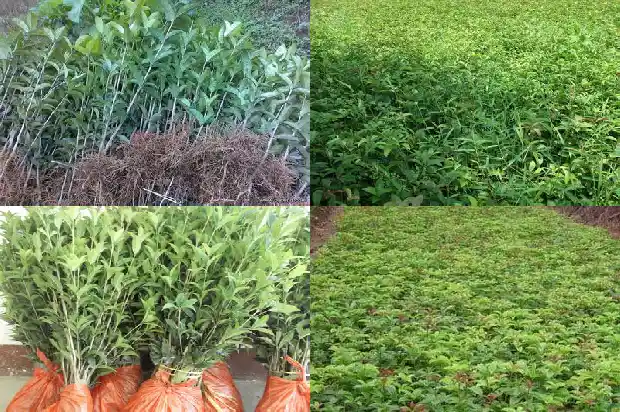 桂花树只发芽不长叶是怎么回事1686788597069