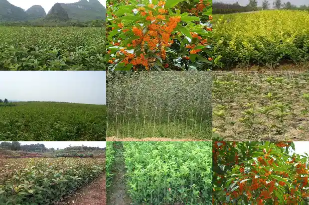 我的桂花树不长新叶还爱枯叶1686788617004
