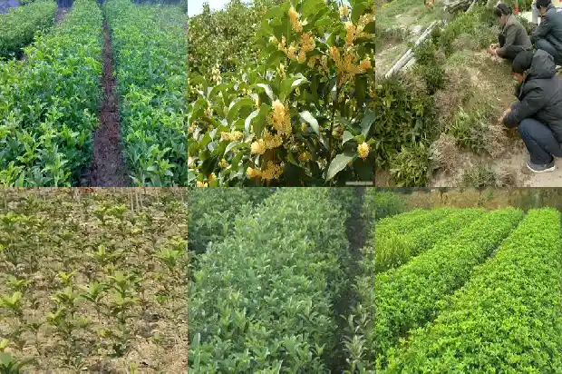 桂花搭配什么不上火又好吃1689207968507