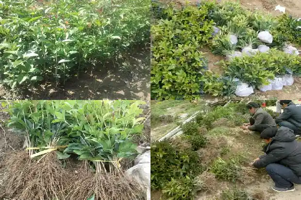 桂花树老是干叶怎么办呢1686788639615