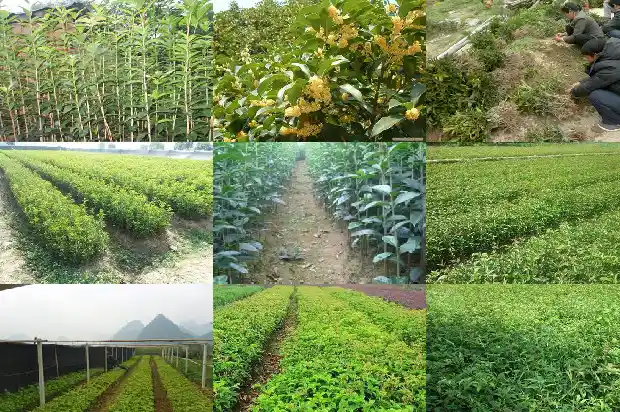 桂花树老是干叶怎么办呢1686788639662