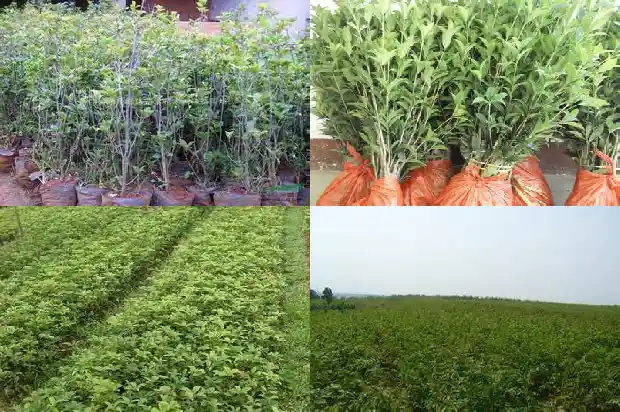 桂花木材好不好用呢怎么看1688436629797