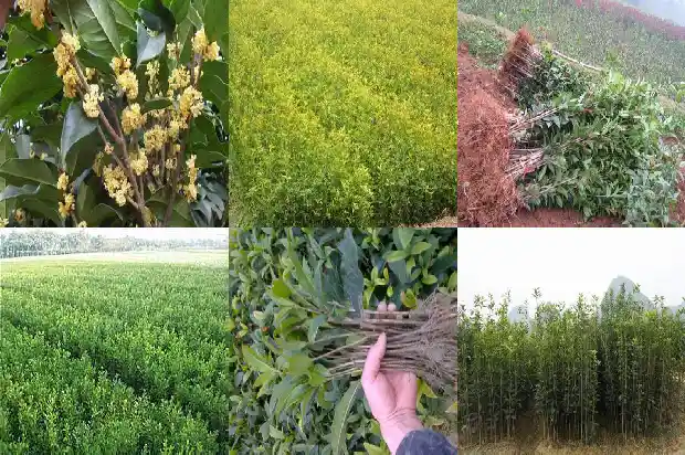桂花树老是干叶怎么办呢1686788639758