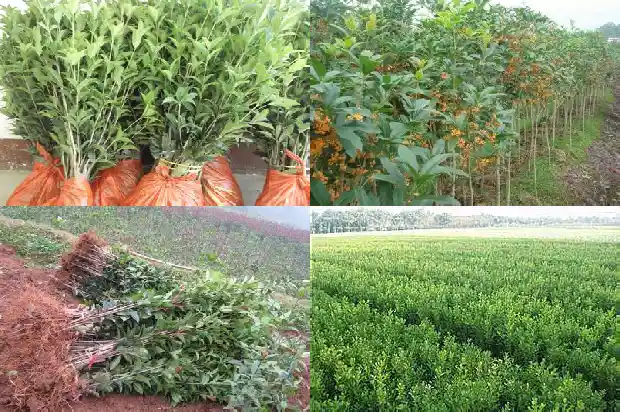 桂花树老是叶子干一半1686788659979
