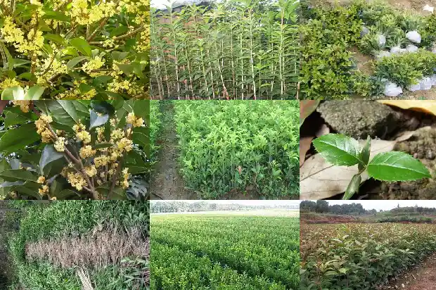 桂花小苗的价格是多少钱一棵呢1690418259423