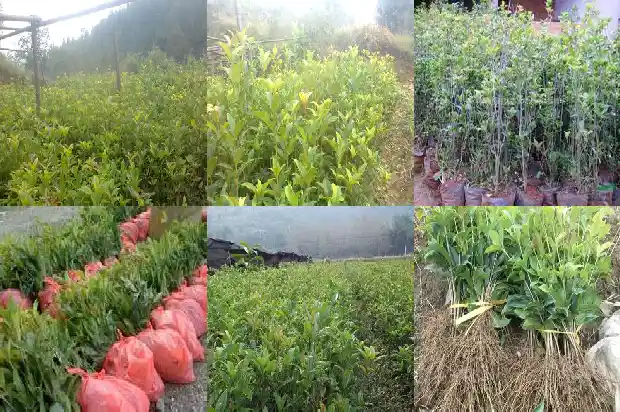 桂花树种了半年不长新叶子了1686788695158