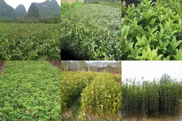 桂花树种了半年不长新叶子了1686788695253